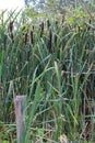 Water flora with purifying green reed by marsh behind fence