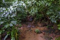 A water flow in the jungle Royalty Free Stock Photo