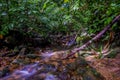 A water flow in the jungle Royalty Free Stock Photo