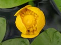 Water flower botanical named Nuphar lutea