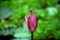 Water Pink Lily with dragon fly Royalty Free Stock Photo