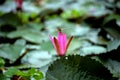 Water Pink Lily with dragon fly standing still Royalty Free Stock Photo