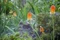 Water for flower of knofofiya flowerbed. Kniphofia flower. villatic holiday season, suburban. Kniphophia also called tritoma. Royalty Free Stock Photo