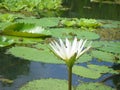Water flower in Lake Nicaragua Royalty Free Stock Photo