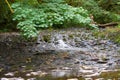 Water flowing in a creek in the forest over rocks Royalty Free Stock Photo