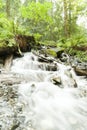 River In Rainforrest