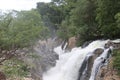 Water flowing forcefully in the midst of forest