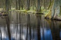 Water flowing in the forest Royalty Free Stock Photo