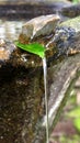 Water flowing from leaf