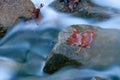 Water Flowing Over Leaf and Rocks Royalty Free Stock Photo