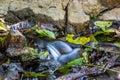 Water flowing over rocks and leafs Royalty Free Stock Photo