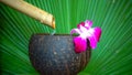 Water flows into the coconut shell from a bamboo stick. orchid flower