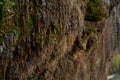 Water flows down a mountain rock overgrown with a plant Royalty Free Stock Photo