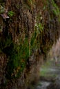 Water flows down a mountain rock overgrown with a plant Royalty Free Stock Photo