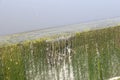 Water flows down over the spillway of a small concrete dam.