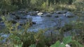 Water flows in forest