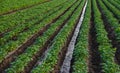 Water flows through an irrigation canal on a potato plantation. Surface irrigation of crops. European farming. Agriculture. Royalty Free Stock Photo