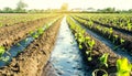 Water flows through irrigation canals on a farm eggplant plantation. Caring for plants, growing food. Agriculture and agribusiness