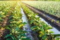 Water flows through irrigation canals on a farm eggplant plantation. Caring for plants, growing food. Agriculture and agribusiness