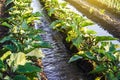 Water flows through irrigation canals on a farm eggplant plantation. Conservation of water resources and reduction pollution.