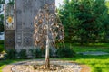 Water flows from the leaves of a tree