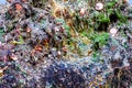 Water flows on mossy overgrown with different plants surface of fountain