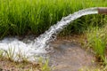 Water flows out of the pipes into the green rice fields Royalty Free Stock Photo