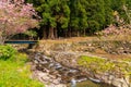 Water flows over stones in small stream by peaceful tree grove and pink blossoms