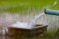 Water flows into a rice field. Royalty Free Stock Photo