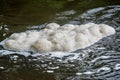 Water foam texture on the river Royalty Free Stock Photo
