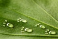 Water footprints on leaf Royalty Free Stock Photo