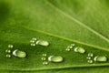 Water footprints on leaf Royalty Free Stock Photo