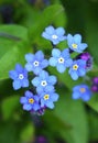 Water forget-me-not flower Myosotis palustris