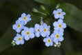 Water forget-me-not flowers at Belding Preserve in Connecticut.