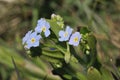 Water Forget-me-not