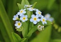 Water Forget-me-not