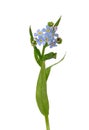 Water forget-me-not (Myosotis scorpioides)