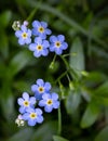 Water Forget-Me-Not Myosotis scorpioides