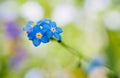 Water forget-me-not Myosotis scorpioides Myosotis palustris Myosotis flower Royalty Free Stock Photo