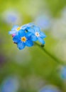 Water forget-me-not Myosotis scorpioides Myosotis palustris Myosotis flower Royalty Free Stock Photo