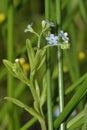 Water Forget-me-not