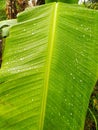 water forms on banana leaves after last night's rain