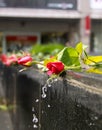 Water from a fountain flows down over red roses Royalty Free Stock Photo