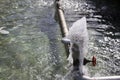 Water fountain in park Royalty Free Stock Photo