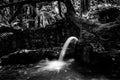 Water fountain, Pinecrest Gardens, Miami, Florida, USA