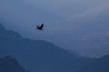 Water Fowl in Blue Layered Mountains Royalty Free Stock Photo