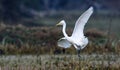 Egret