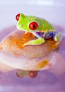 Water frog Royalty Free Stock Photo