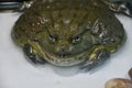 Water frog or Toad-Bull Pyxicephalus abspersus Royalty Free Stock Photo