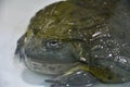 Water frog or Toad-Bull Pyxicephalus abspersus Royalty Free Stock Photo